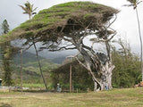 Ficus infectoria | Strangler & Cuvi White Fig | Banyan | 50_Seeds