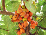 Ficus racemosa | Indian Cluster Fig Tree | Goolar | Gular | 200_Seeds