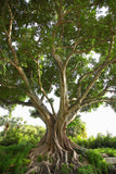 Ficus religiosa | Sacred Fig | Bodhi Tree | Pippala | Peepul |Peepal | 100_Seeds