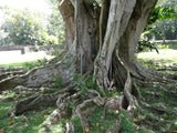Ficus religiosa | Sacred Fig | Bodhi Tree | Pippala | Peepul |Peepal | 100_Seeds