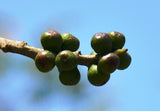 Ficus rumphii | 200_Seeds