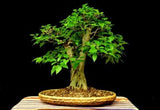 Ficus rumphii | 200_Seeds