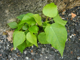 Ficus rumphii | 200_Seeds
