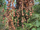 Ficus semicordata | Drooping Fig | 200_Seeds