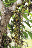 Ficus semicordata | Drooping Fig | 200_Seeds