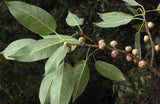 Ficus virens | White Fig | Pilkhan | 200_Seeds