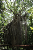 Ficus virens | White Fig | Pilkhan | 200_Seeds