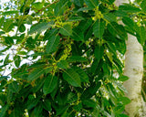 Ficus virens | White Fig | Pilkhan | 200_Seeds