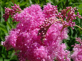 Filipendula rubra | Queen Of The Prairie | 10_Seeds