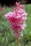 Filipendula rubra | Queen Of The Prairie | 10_Seeds