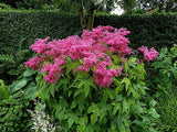 Filipendula rubra | Queen Of The Prairie | 10_Seeds