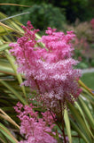 Filipendula rubra | Queen Of The Prairie | 10_Seeds