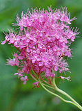 Filipendula rubra | Queen Of The Prairie | 10_Seeds