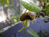 Aristolochia fimbriata | White Veined Dutchmans Pipe | 5_Seeds