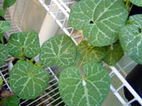 Aristolochia fimbriata | White Veined Dutchmans Pipe | 5_Seeds
