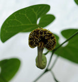Aristolochia fimbriata | White Veined Dutchmans Pipe | 5_Seeds