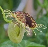 Aristolochia fimbriata | White Veined Dutchmans Pipe | 5_Seeds