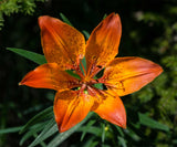 Lilium bulbiferum croceum | Orange Fire Tiger Lily | 5_Seeds