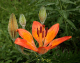 Lilium bulbiferum croceum | Orange Fire Tiger Lily | 5_Seeds