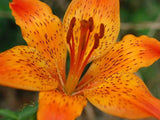 Lilium bulbiferum croceum | Orange Fire Tiger Lily | 5_Seeds