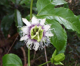 Passiflora edulis Flavicarpa | Yellow Passionfruit | 20_Seeds