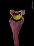 Aristolochia foetida | 5_Seeds