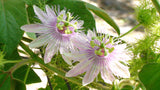 Passiflora foetida | Wild Maracuja | Bush Passion Fruit | 5_Seeds