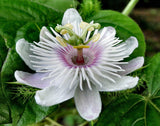 Passiflora foetida | Wild Maracuja | Bush Passion Fruit | 5_Seeds