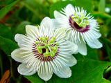 Passiflora foetida | Wild Maracuja | Bush Passion Fruit | 5_Seeds