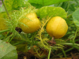 Passiflora foetida | Wild Maracuja | Bush Passion Fruit | 5_Seeds