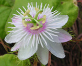 Passiflora foetida | Wild Maracuja | Bush Passion Fruit | 5_Seeds