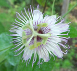 Passiflora foetida var. gossypifolia | Cottonleaf Passionflower | 5_Seeds