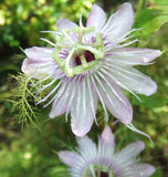 Passiflora foetida var. gossypifolia | Cottonleaf Passionflower | 5_Seeds