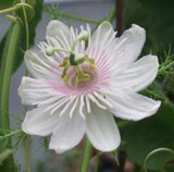 Passiflora foetida var. gossypifolia | Cottonleaf Passionflower | 5_Seeds