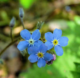 Myosotis sylvatica | Woodland Forget Me Not | 1000_Seeds