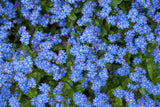 Myosotis sylvatica | Woodland Forget Me Not | 1000_Seeds
