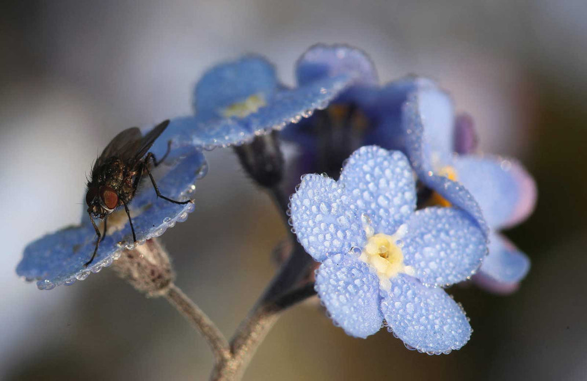 Myosotis sylvatica | Woodland Forget Me Not | 1000_Seeds