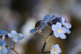 Myosotis sylvatica | Woodland Forget Me Not | 1000_Seeds