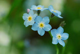 Myosotis sylvatica | Woodland Forget Me Not | 1000_Seeds