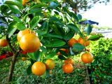 Fortunella crassifolia | Meiwa Kumquat | Sweet Kinkan | 5_Seeds