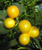 Fortunella crassifolia | Meiwa Kumquat | Sweet Kinkan | 5_Seeds