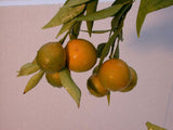 Fortunella crassifolia | Meiwa Kumquat | Sweet Kinkan | 5_Seeds
