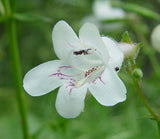 Penstemon digitalis | Talus Slope Beardtongue | Foxglove |  200_Seeds