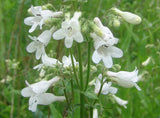 Penstemon digitalis | Talus Slope Beardtongue | Foxglove |  200_Seeds