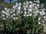 Penstemon digitalis | Talus Slope Beardtongue | Foxglove |  200_Seeds