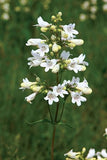 Penstemon digitalis | Talus Slope Beardtongue | Foxglove |  200_Seeds