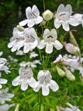 Penstemon digitalis | Talus Slope Beardtongue | Foxglove |  200_Seeds