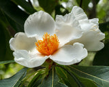 Franklinia alatamaha | Ben Franklin Tree | 5_Seeds