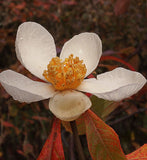Franklinia alatamaha | Ben Franklin Tree | 5_Seeds