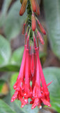 Fuchsia boliviana | 100_Seeds
